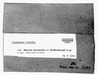 Physcia intermedia image
